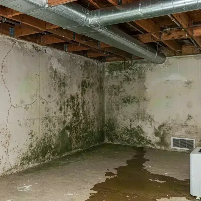 Professional Mold Removal in Shrub Oak, NY